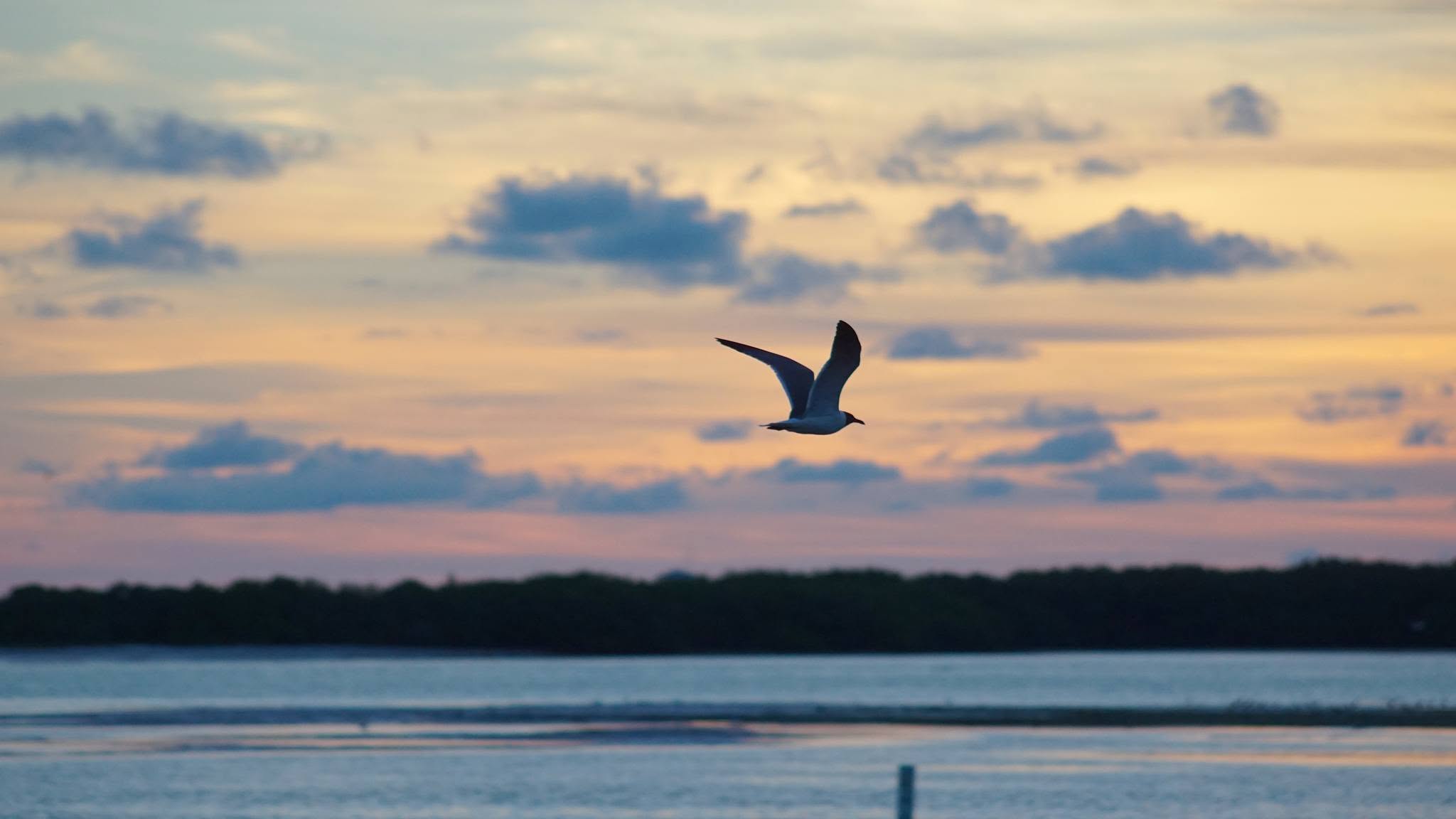 Bird flying at sunset
